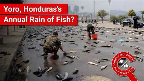 rains fish in honduras